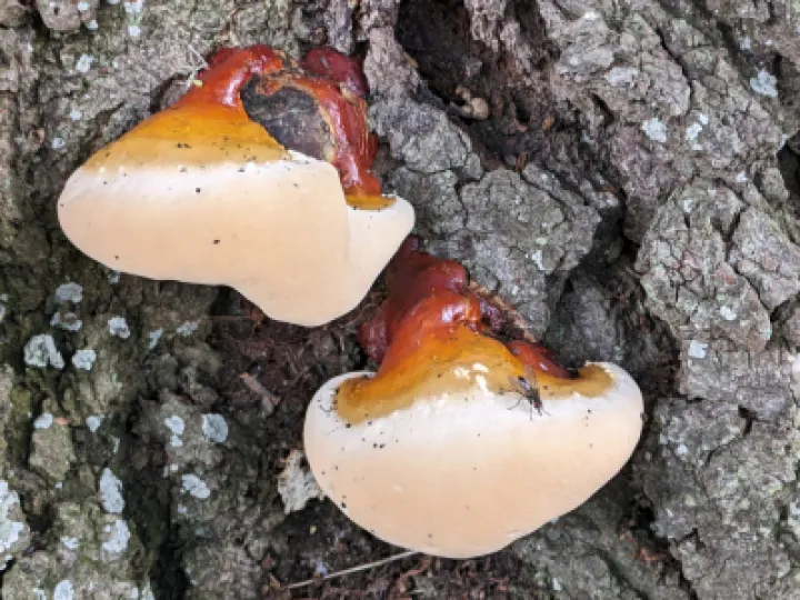 rr Fungal Feast_PXL_20230728_145301346