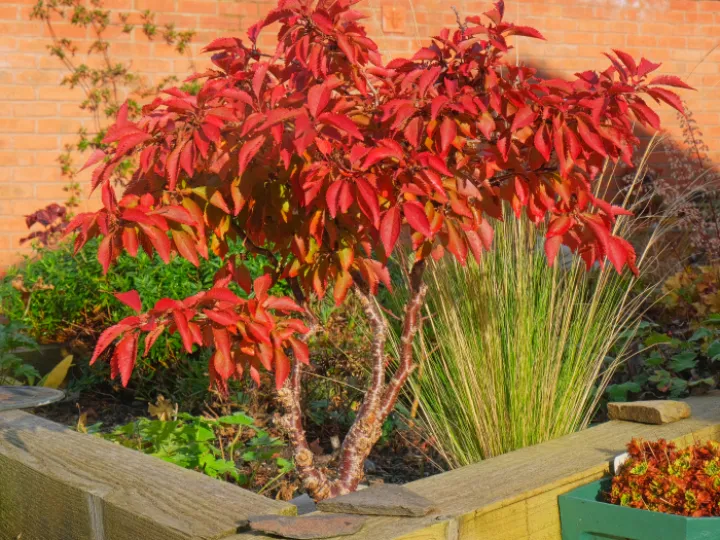 rr bonsai cherry yoshino F4382