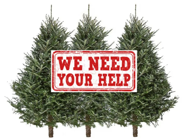 Undressed Christmas Trees Need