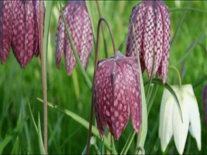 Snakes Head Fritilary
