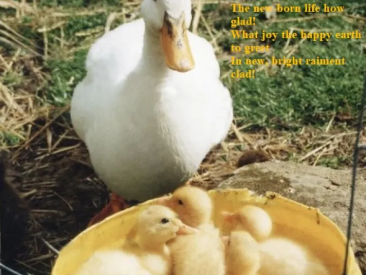 Aylesbury Duckilings