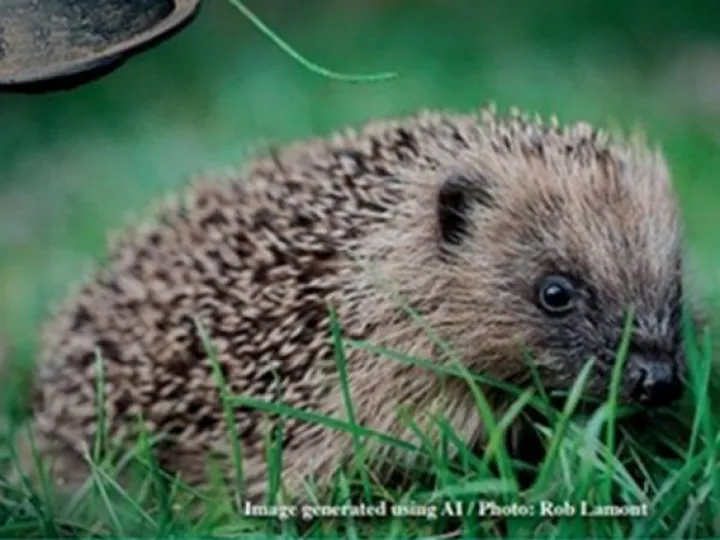 British Hedgehog Preservation Society