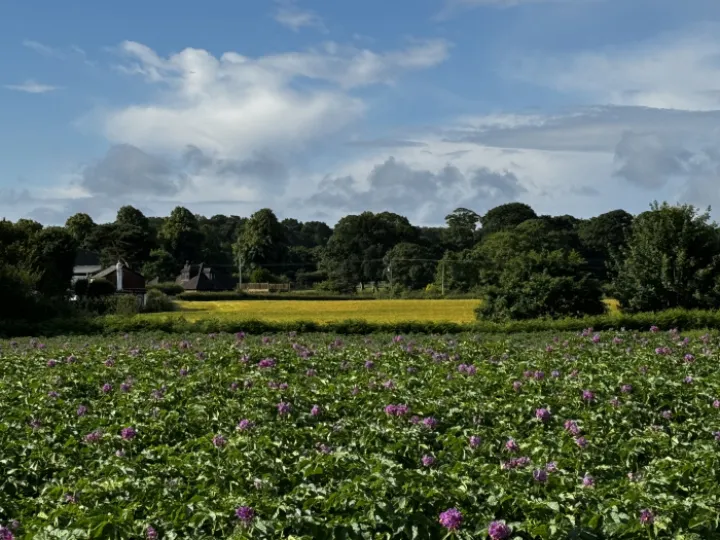Walton fields