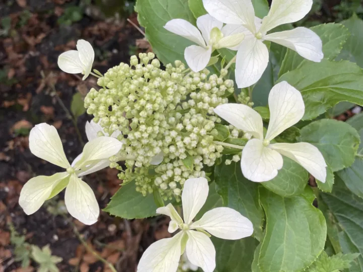 Garden blog aug 24