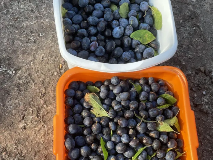 Damsons