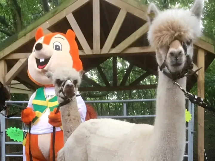 Alpaca Events Promotions 1