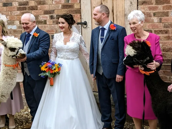 Alpaca Wedding Hire Uk 7