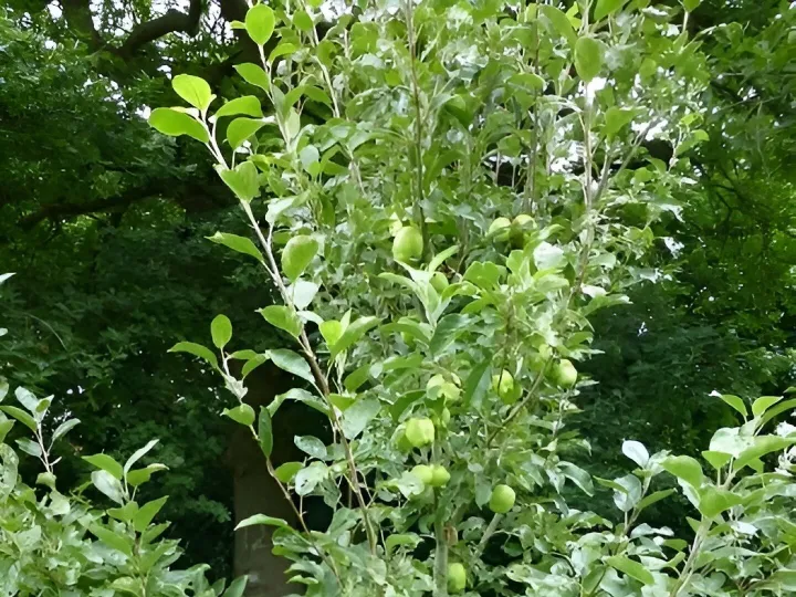 Orchard 1