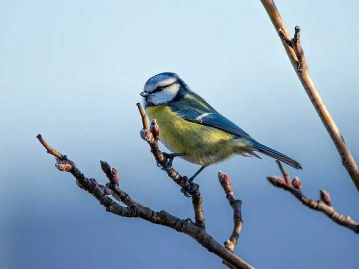 Blue tit, nature, bird