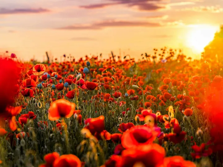A lush poppy field glowing in the warm light of a sunset, showcasing vibrant red blooms and natural beauty.