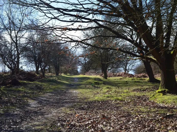 Woods, forest, cannock