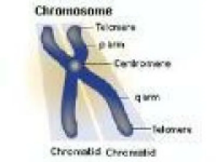 Chromosome