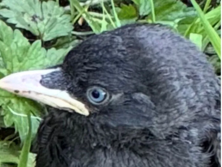 Baby Jackdaw i TurnPike Field