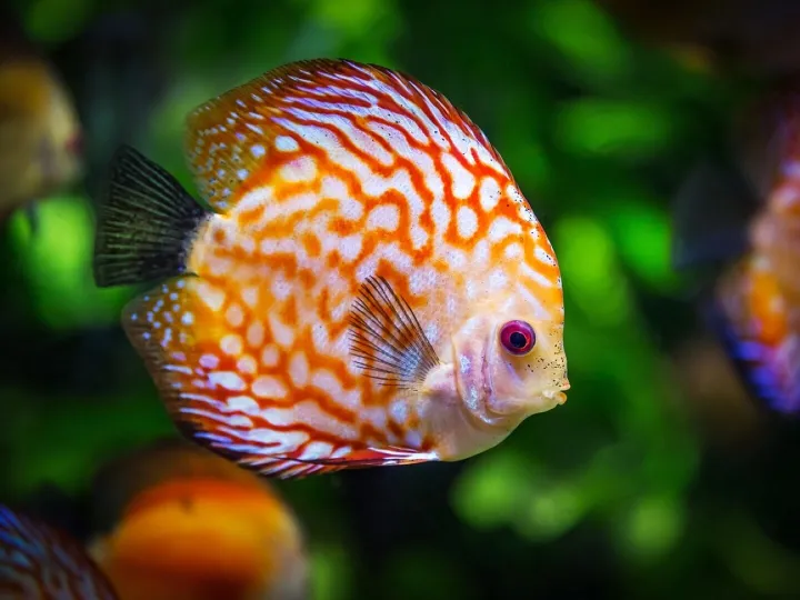 Discus fish, fish