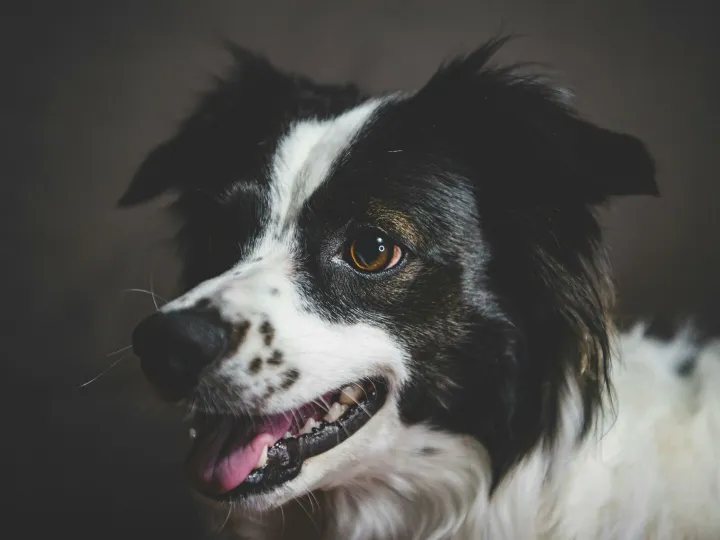 A detailed close-up of a smiling Border Collie showing its playful, friendly nature.