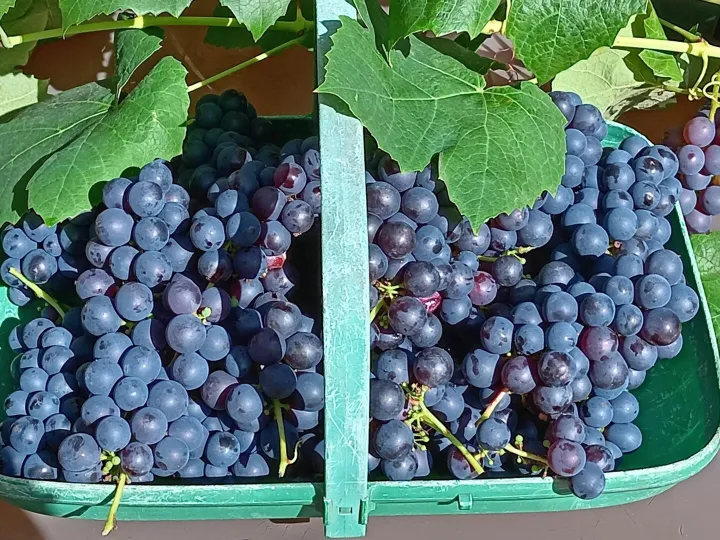 Fruit3