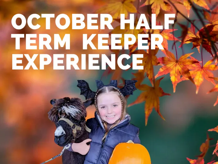 Autumn Half Term Poster