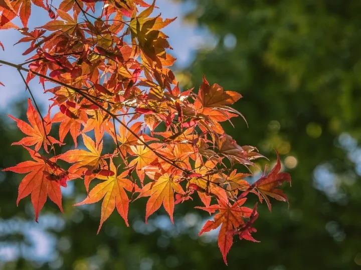 Leaves, fall, autumn leaves, maple, botany, maple 