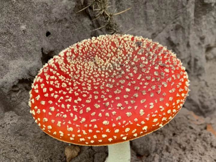 Toadstool