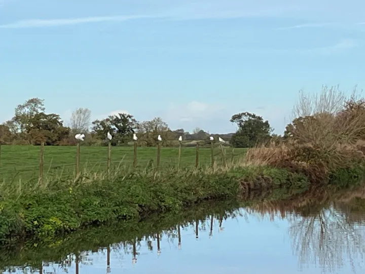 Ducks/Gulls in a Row