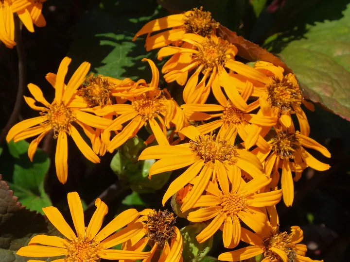 RR Orange Fire F7482