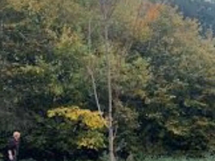 Bolesworth Memorial tree