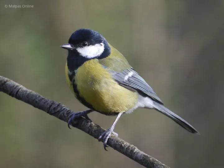 Birds King Frost 214