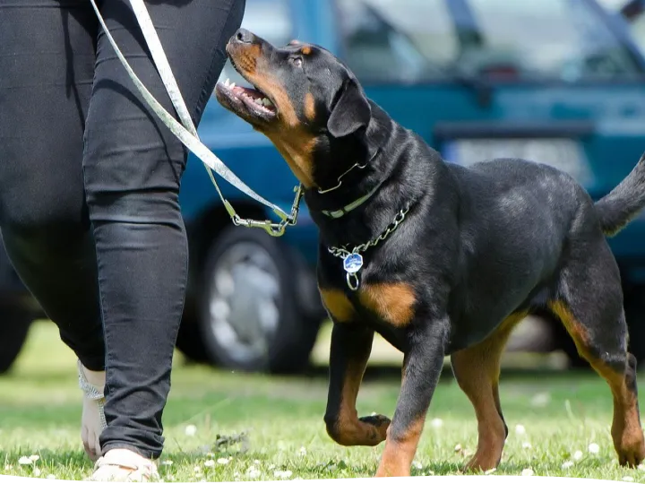 Dog school, dog training, rottweiler